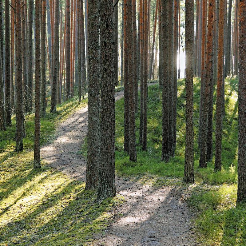 Ekosistēmu pakalpojumu izsole. Vai var pārdot svaigu gaisu?