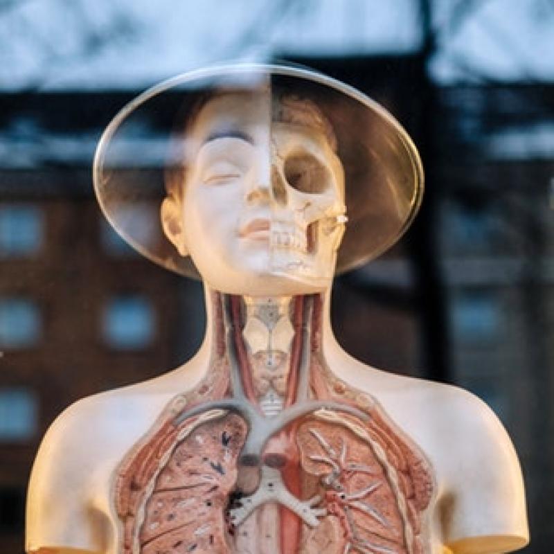 “Cilvēks – superorganisms” jeb stāsti par mikrobiomu