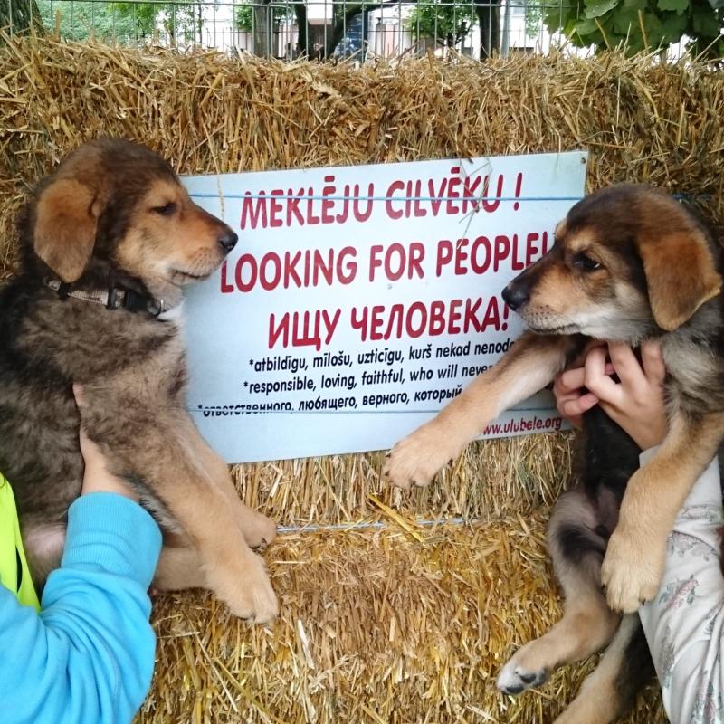 Paneļdiskusija "Dzīvnieks ≠ dzīvs nieks"