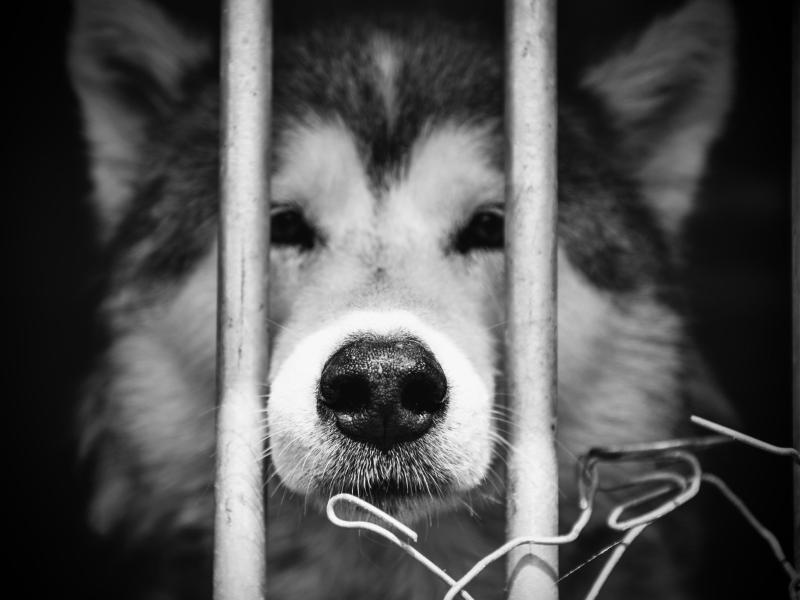 Dzīvā saruna “Legāla atļauja likvidēt – kādas ir dzīvnieka tiesības uz dzīvību?”