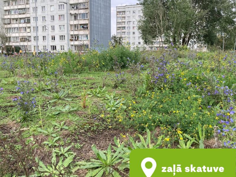 Diskusija "Galvas nost pie 20 cm! Vai izmaiņas pašvaldību saistošajos noteikumos var palīdzēt dabai?"