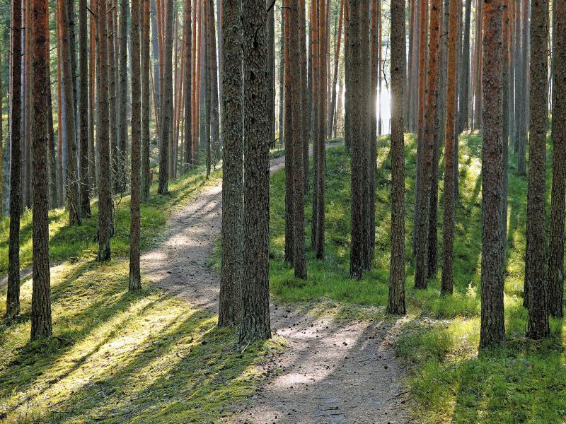 Ekosistēmu pakalpojumu izsole. Vai var pārdot svaigu gaisu?