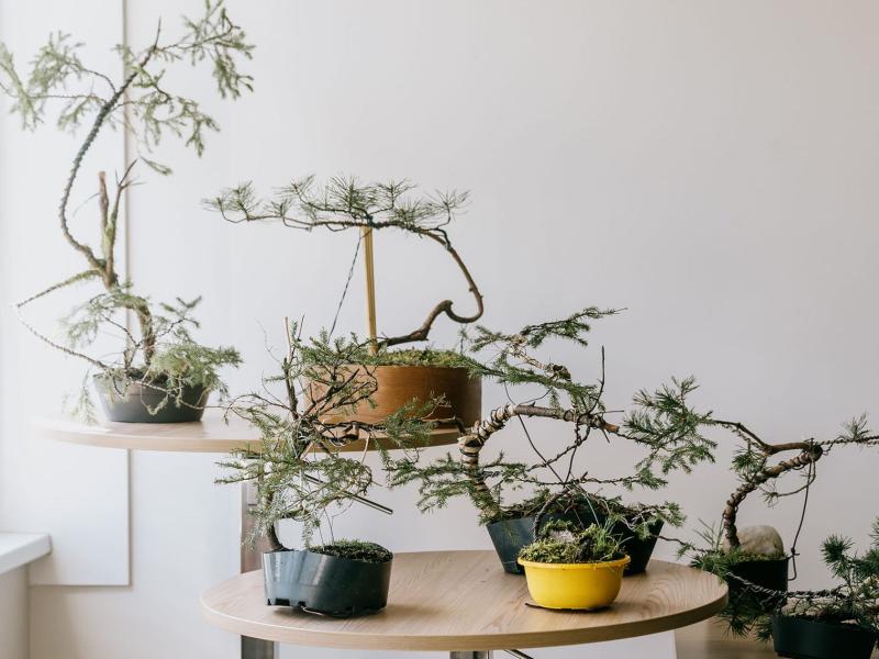 Rīta miera māksla "Kā turpināt iet ceļu, kad jūties nonācis bezceļā. KOKU MĀKSLA – MIERA MĀKSLA – Tavs bezlaiks!"