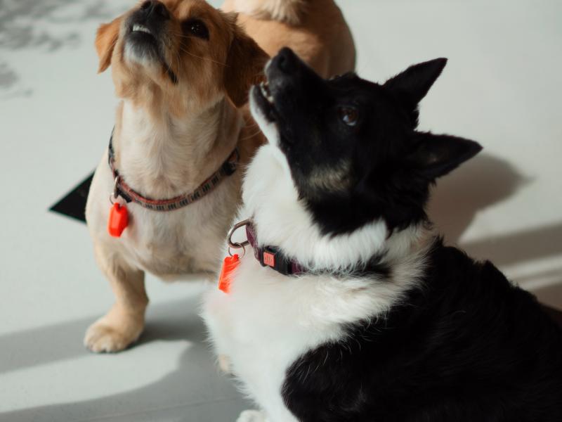 Labdarības spēle "Ziedo dzīvniekiem patversmē, neiztērējot ne centa!"