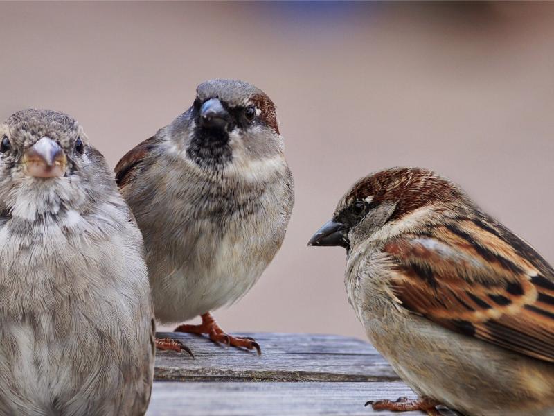 Diskusija "Kā nepadarīt krīzi par ikdienu?