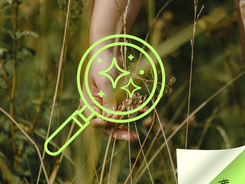 Aktivitāte "Bagātā pļava"