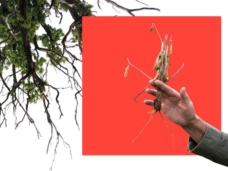 Zinātnes un mākslas izstāde "Lauka pētījumi"