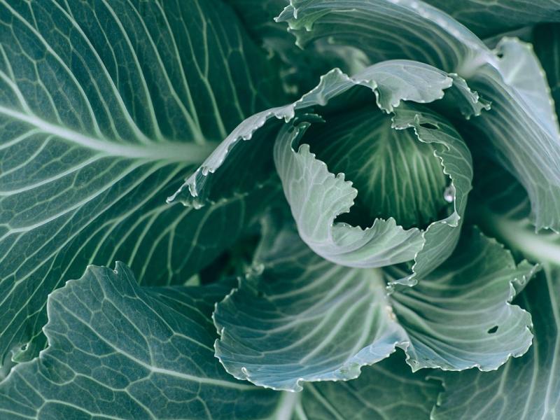 Diskusija "Klimatam draudzīga lauksaimniecība - vai iespējama?"