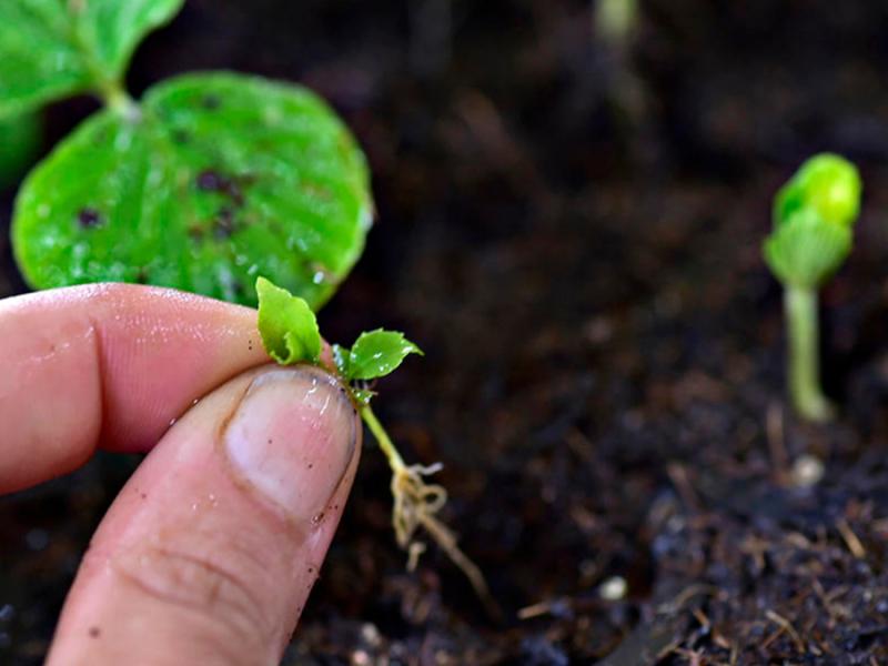 Diskusija "Vide un zaļmaldināšana. Kāds sakars?"