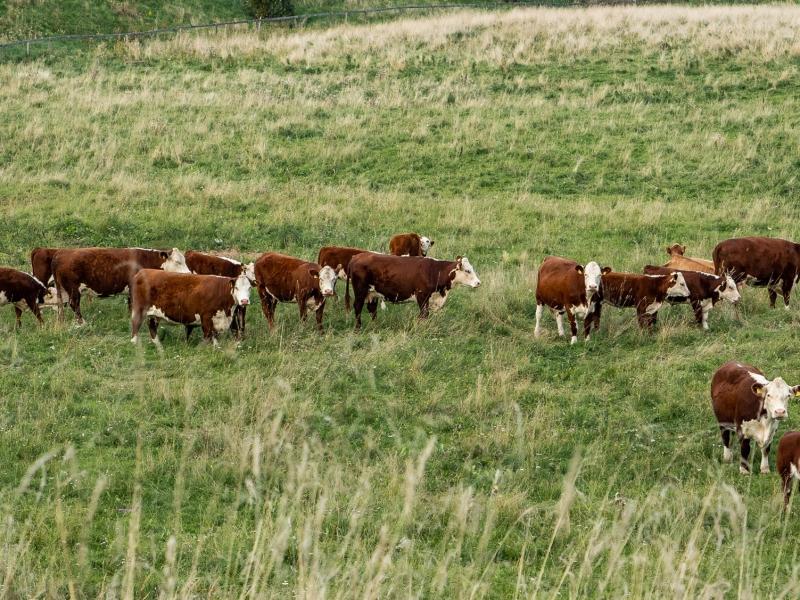 Diskusija "Izglāb pļavu – audzē liellopu"