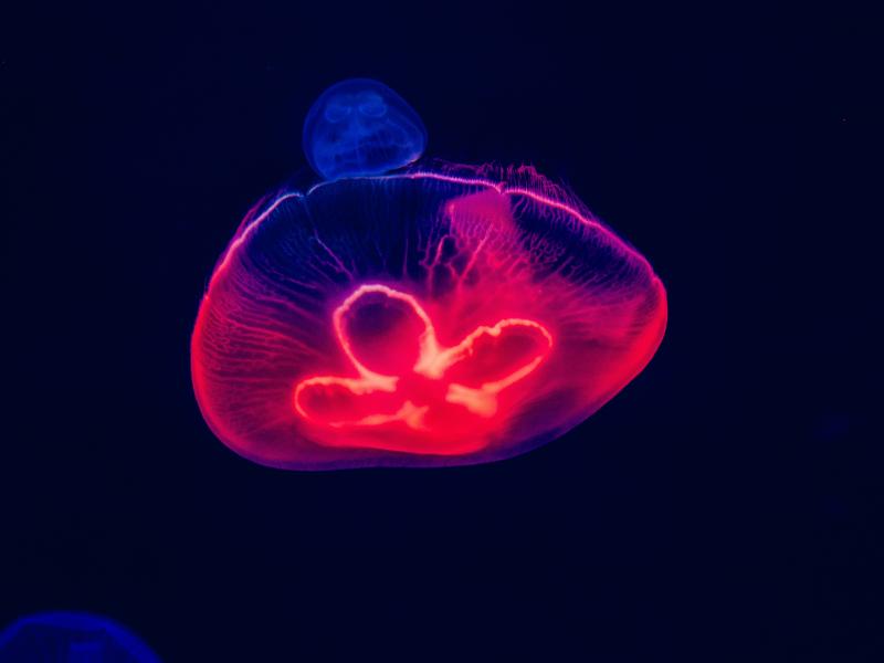 Interaktīvā diskusija "Neredzamā Pasaule: aizver acis un ieraugi – izglītība caur izklaidi tumsā"