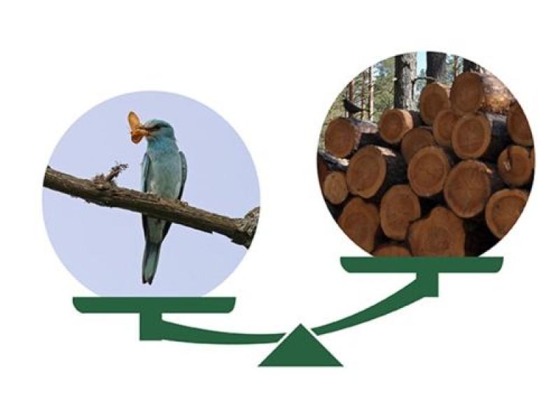 "Rīgas meži" aicina: Savāc savu CO2! Ekosistēmu pakalpojumu nākotne Pierīgas mežos