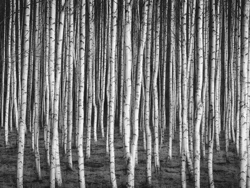 Diskusija "Latvijas un Krievijas attiecības pēc globālās pandēmijas" 