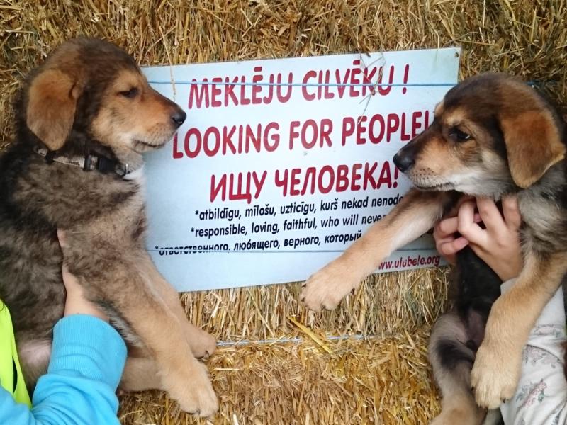 Paneļdiskusija "Dzīvnieks ≠ dzīvs nieks"