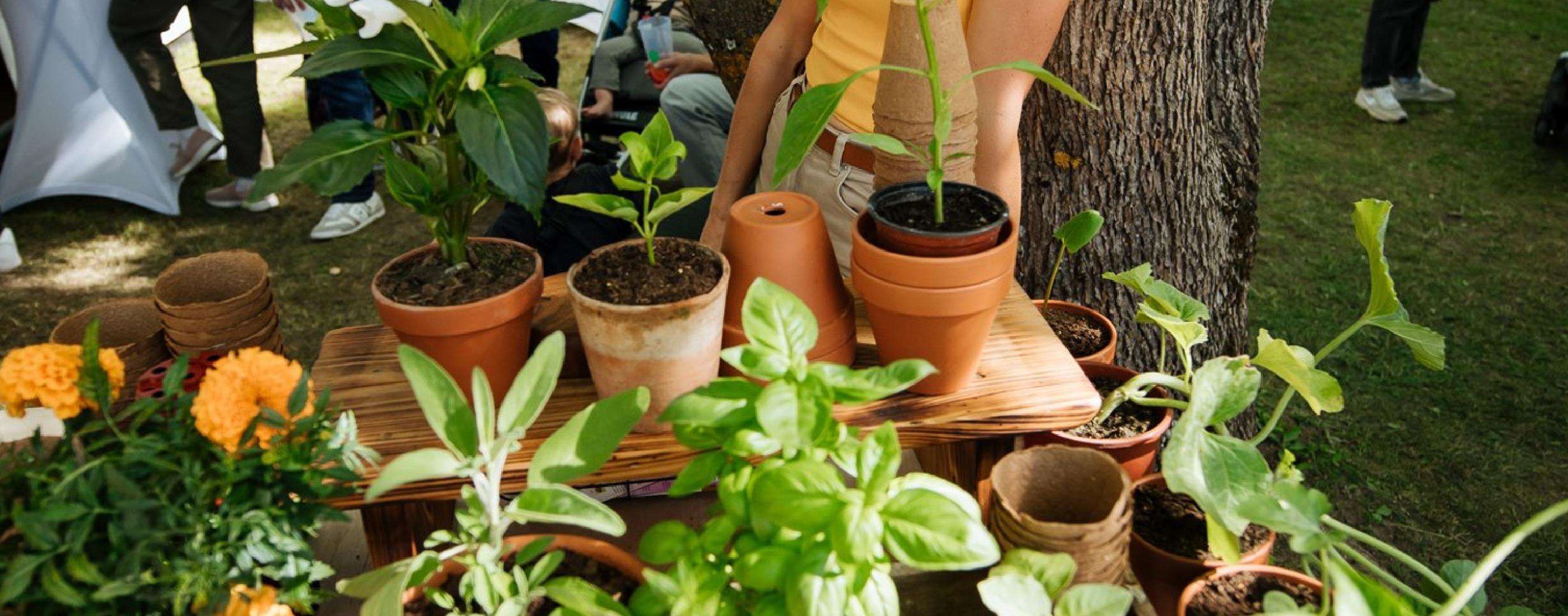 Cilvēks dzeltenā kreklā stāv pie galda ar dažādiem podos audzētiem augiem un puķēm āra. Aina ir dinamiska un dzīvespriecīga.