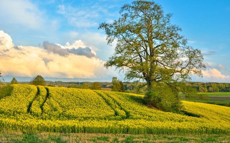Preparēs Latvijas vērtības 