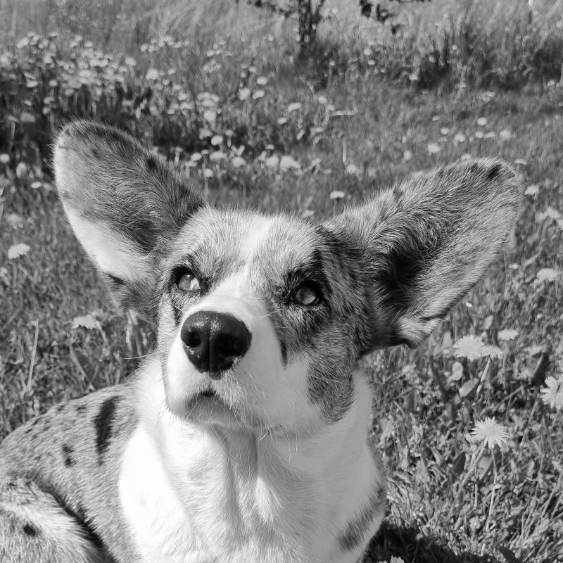 Lilu